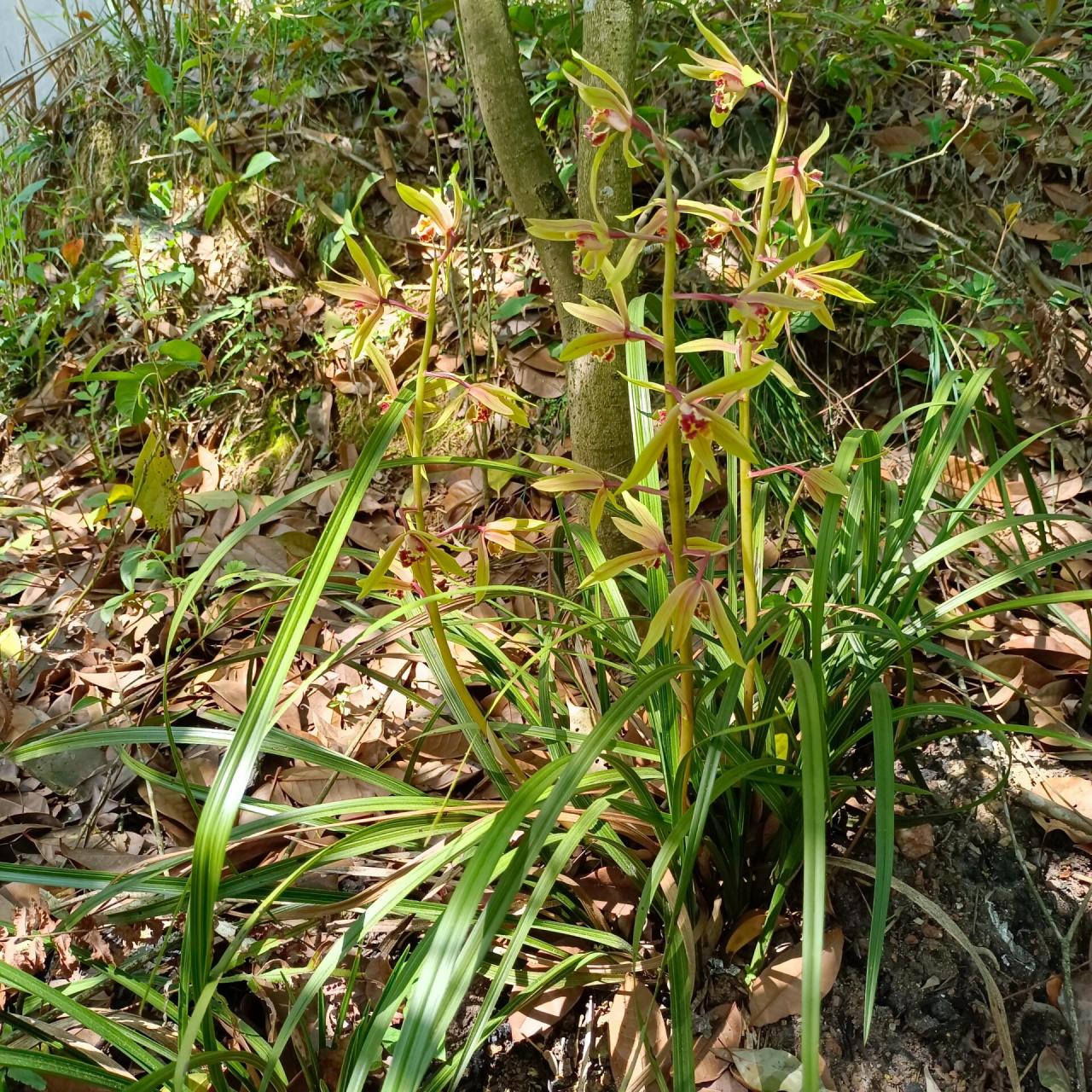 兰草花 国家二级保护野生植物 很刑