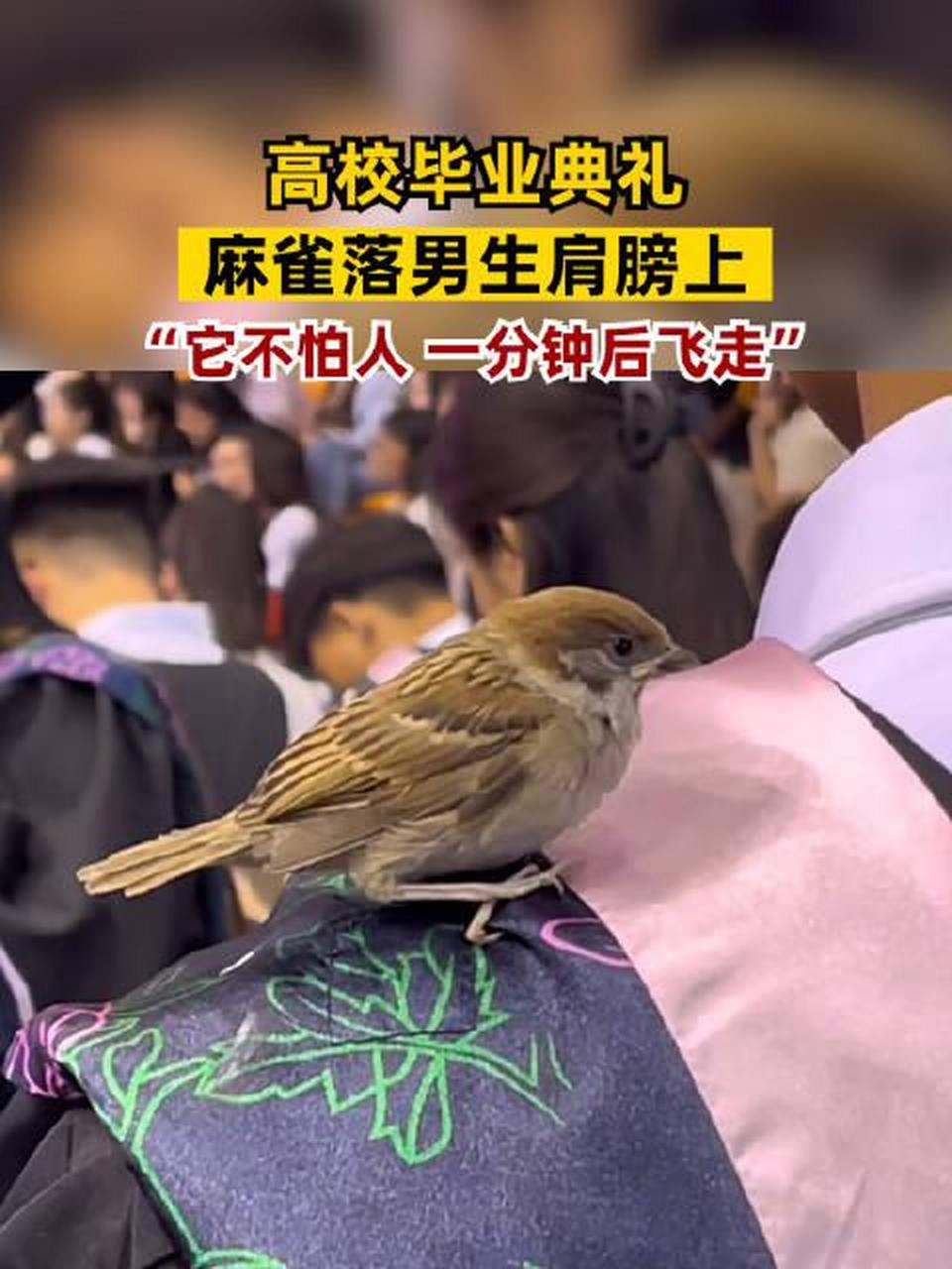 【高校毕业典礼麻雀落男生肩膀上:它不怕人,一分钟后飞走】6月19日