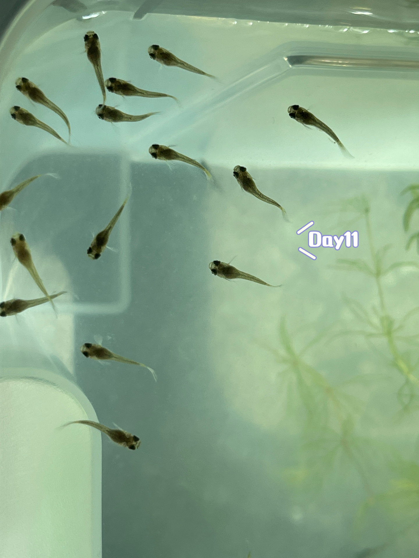 孔雀鱼幼崽日常更新  第十一天打卡