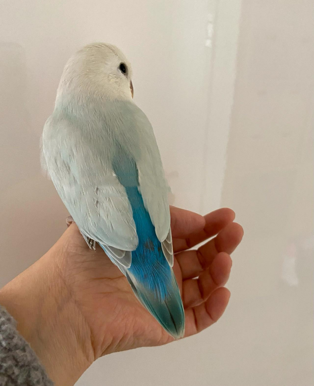 牡丹鹦鹉|松石系列小全 松石伊莎,松石薰,松薰派,松伊莎派,松石闪派