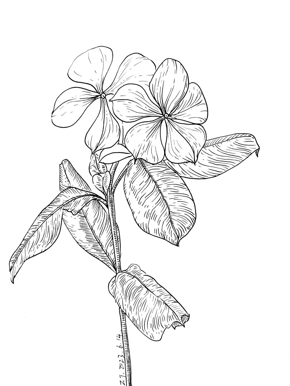 222长春花,附步骤图和原图,每日一画 感谢提供素材 1,从完整的花朵的