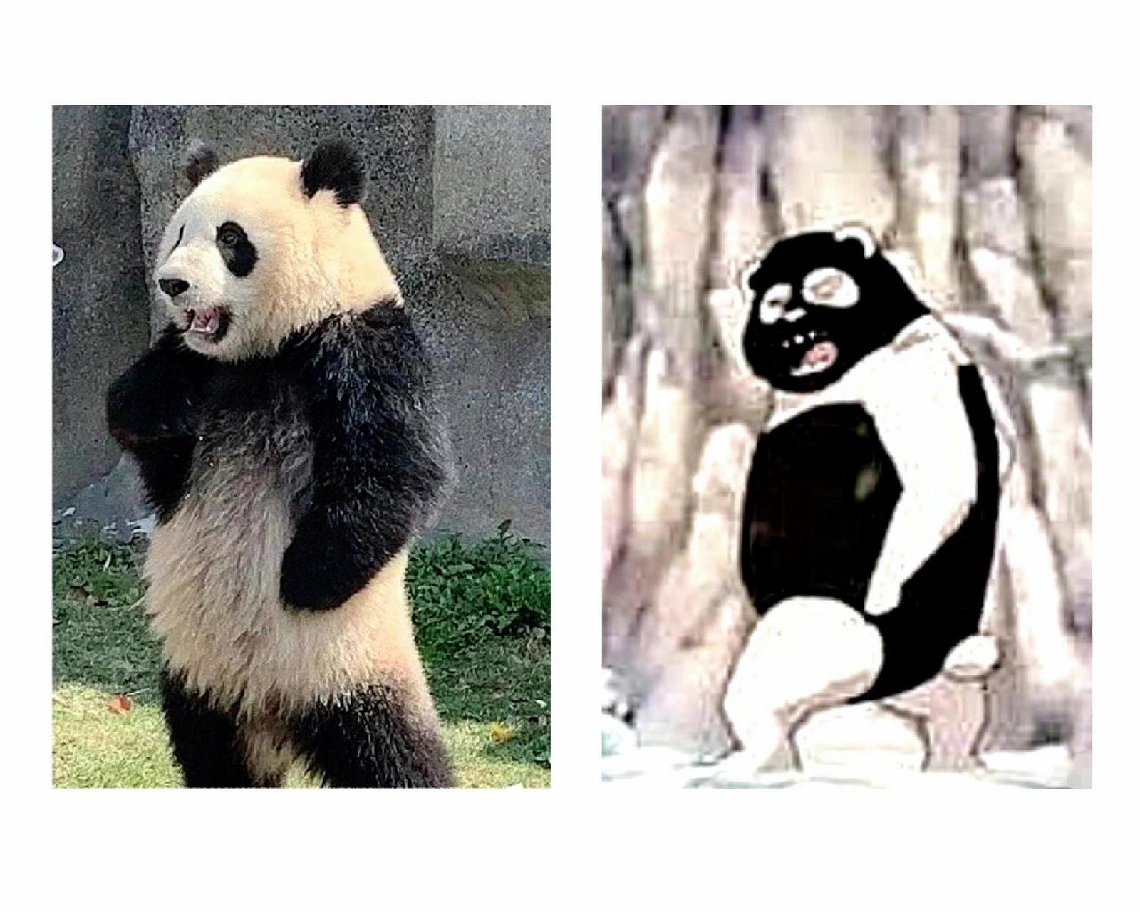熊猫黑白色反转 哈哈哈,反差真大.一个是可爱国宝,一个是猥琐大叔