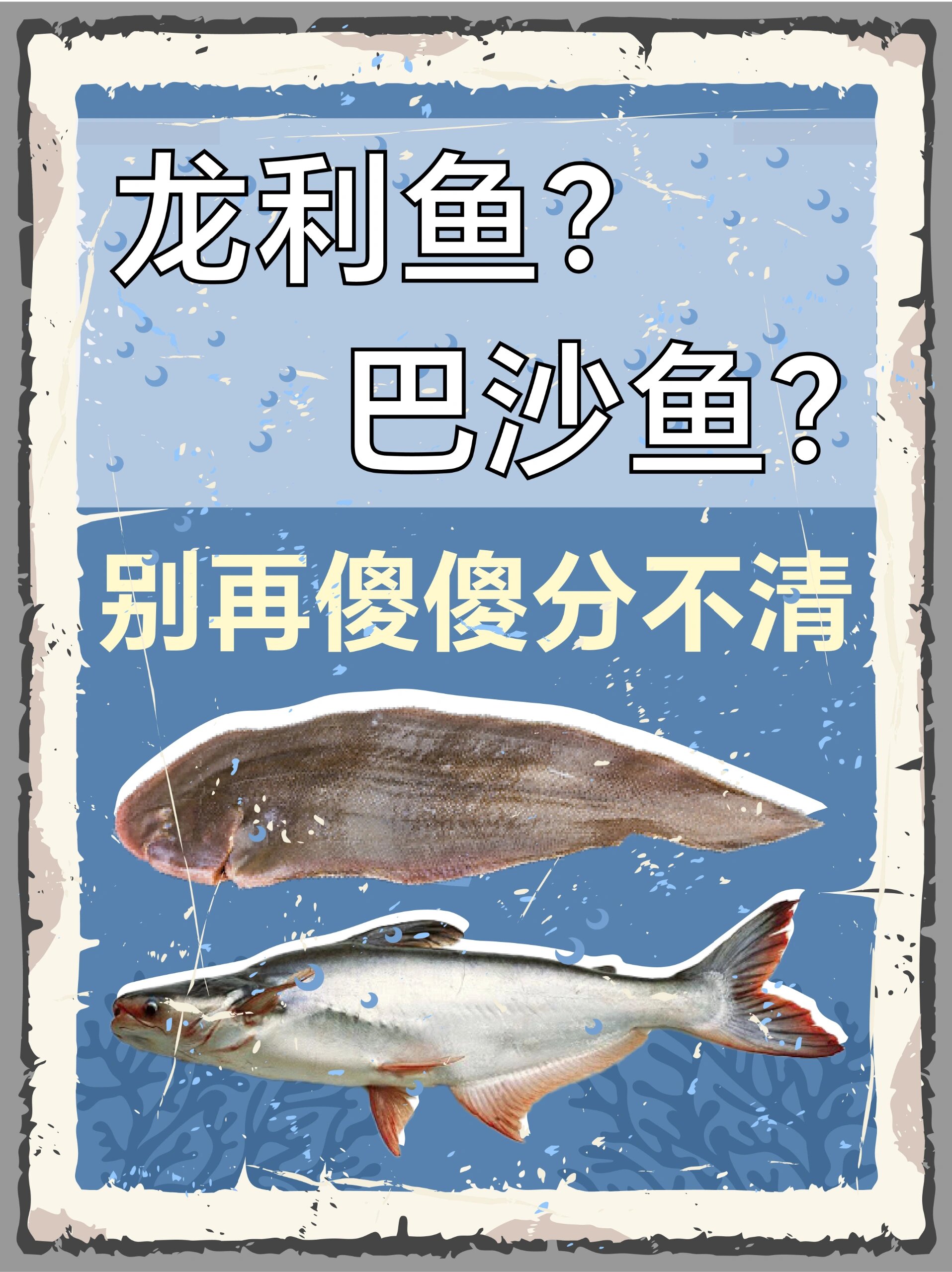 别吃错了6015龙利鱼和巴沙鱼有啥区别71 82龙利鱼,俗称牛舌头