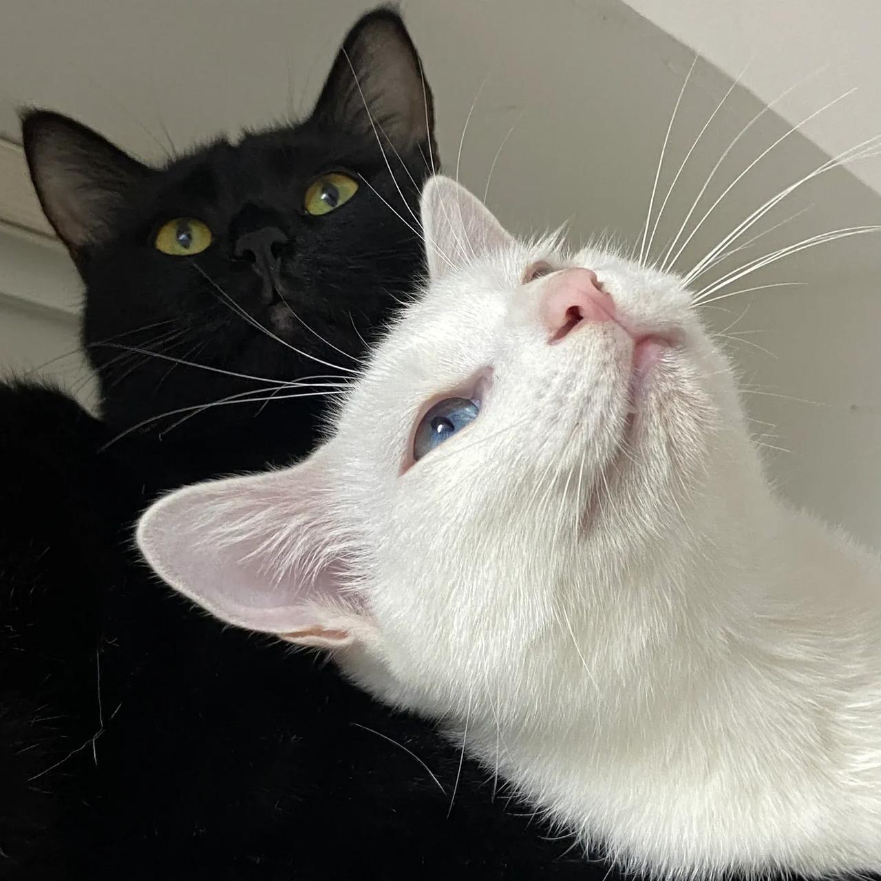 情侣头像 不管黑猫白猫 能卖萌就是好猫 治愈小猫咪 治愈人的喵 小