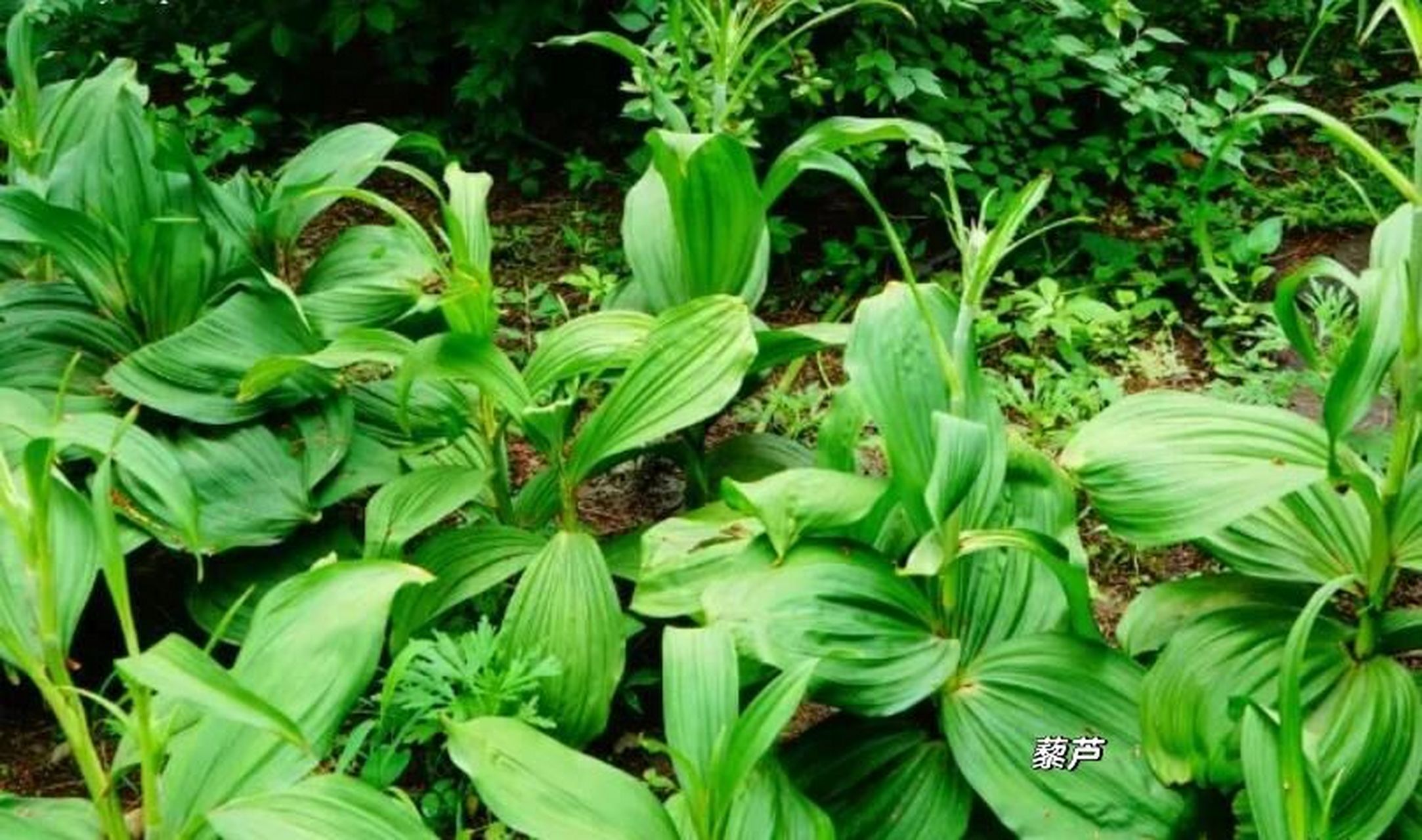 【处方用名】藜芦.