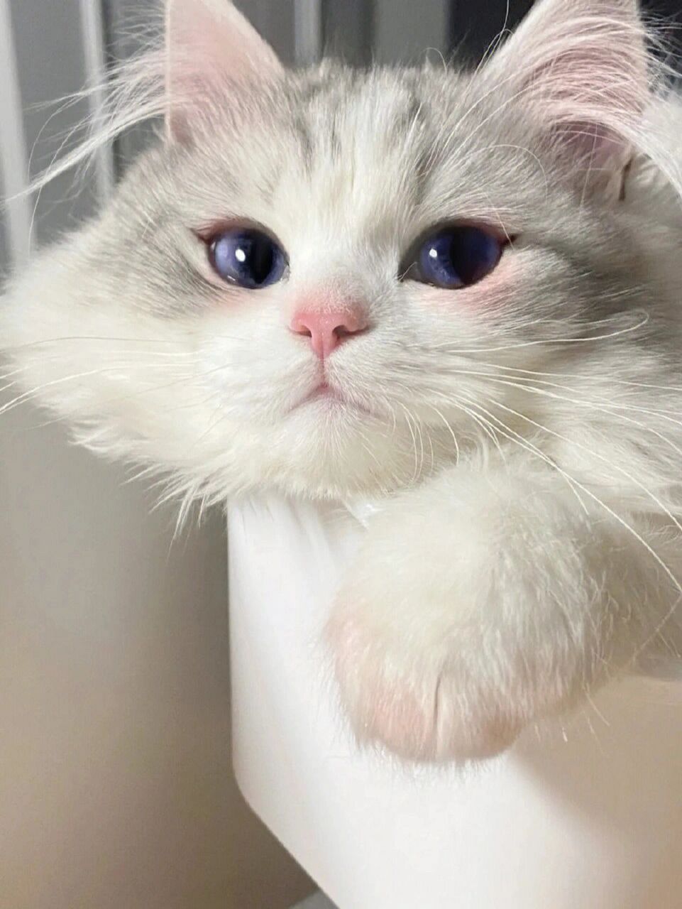 超级可爱的猫咪宠物头像|女生微信头像 #微信头像##头像##头像分享