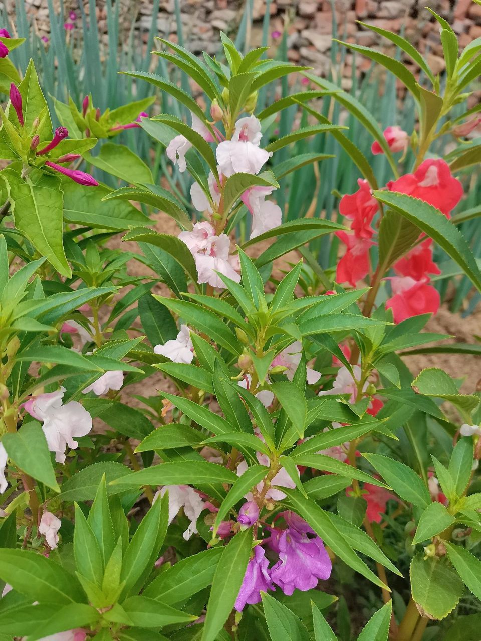 海娜花,我记得小时候最喜欢海娜花了 海娜花,我记得小时候最喜欢海娜