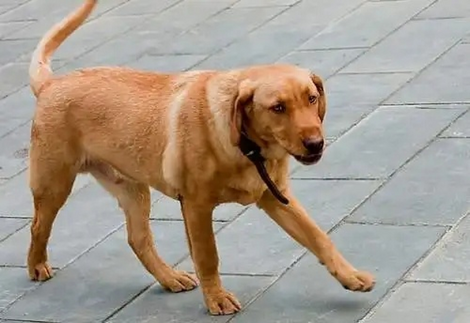 狗狗腿瘸了是怎么回事?该怎么办? 1.