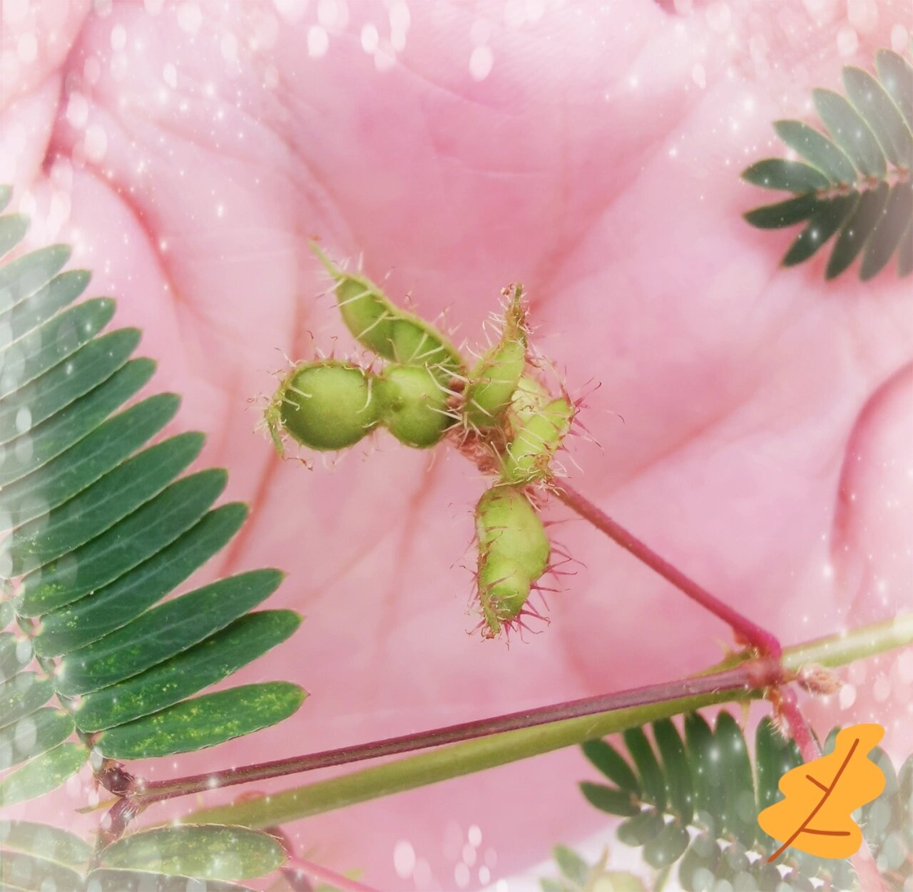 你见过含羞草的果实吗?