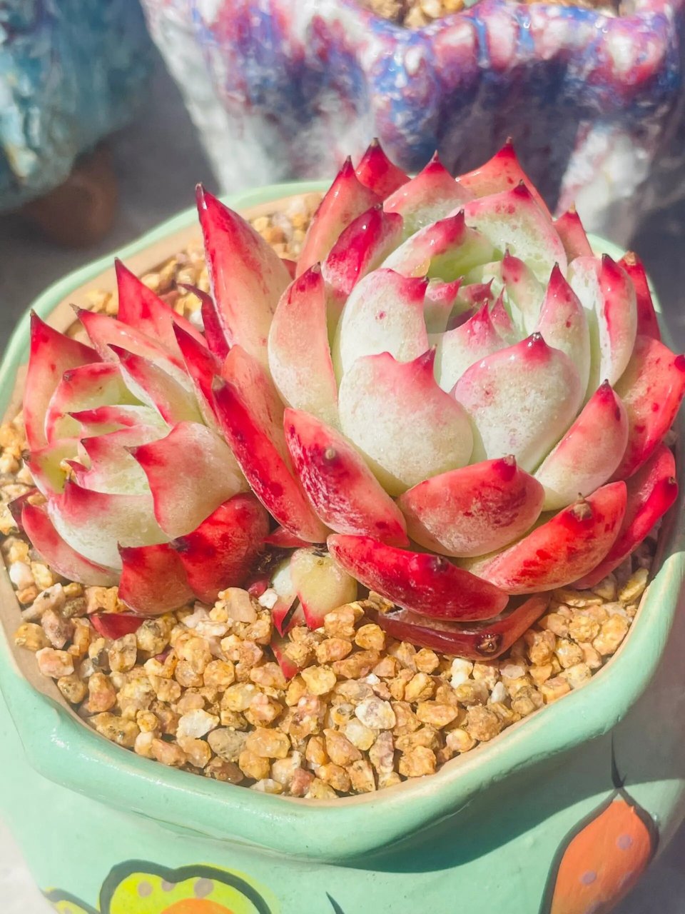 多肉的样子描述 在繁忙的都市生活中,一抹绿色总能给人带来宁静与舒适