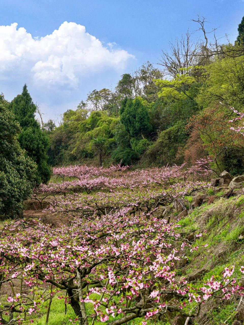 成片的桃花林,把整个山映成粉色 山脚下的桃花基本开完了 想要欣赏