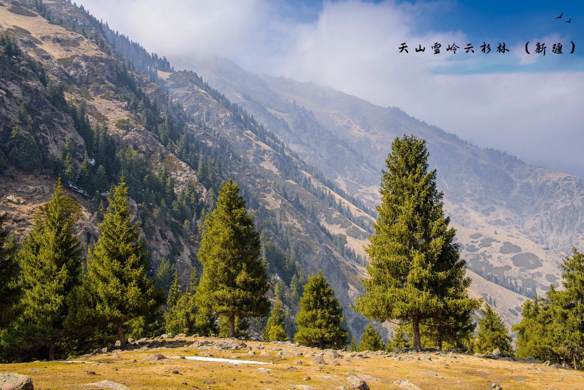 天山雪岭云杉林 (新疆)(最佳季节:春,秋两季) 2.