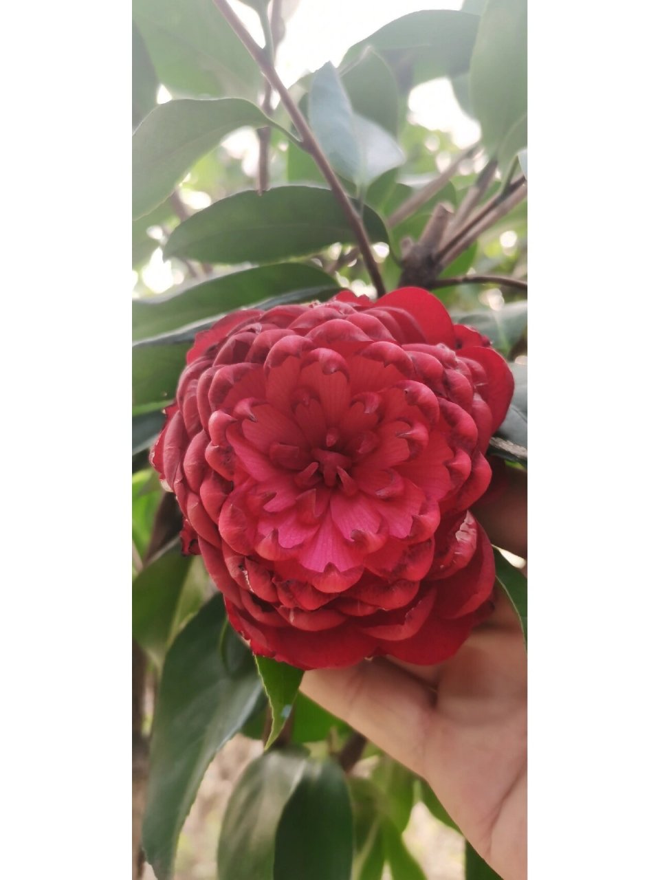 最后一朵万佛朝宗茶花 这一个花期就过去了.从11月到3月.