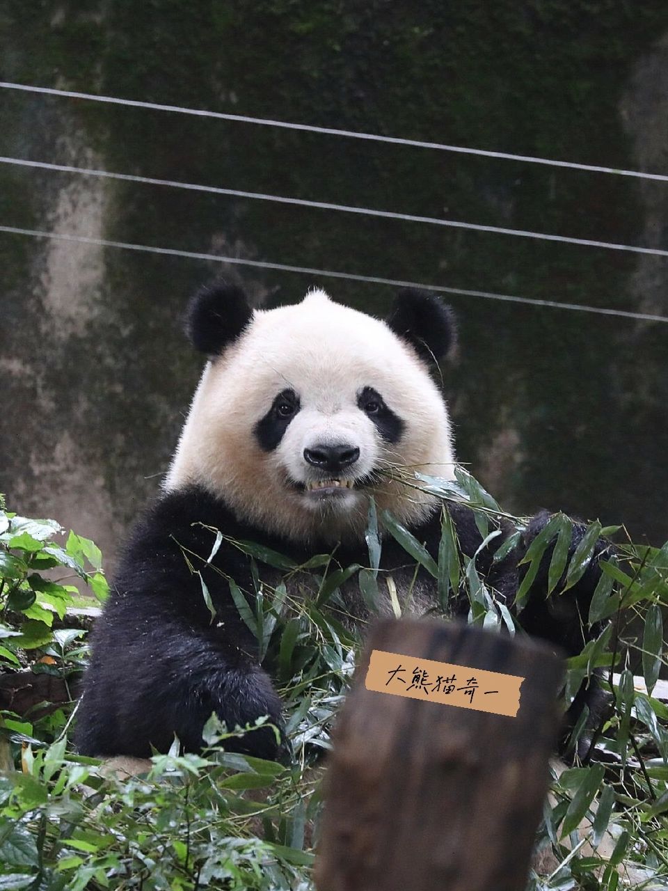 大熊猫奇一🐼假笑女熊😄 大熊猫奇一🐼假笑女熊😄