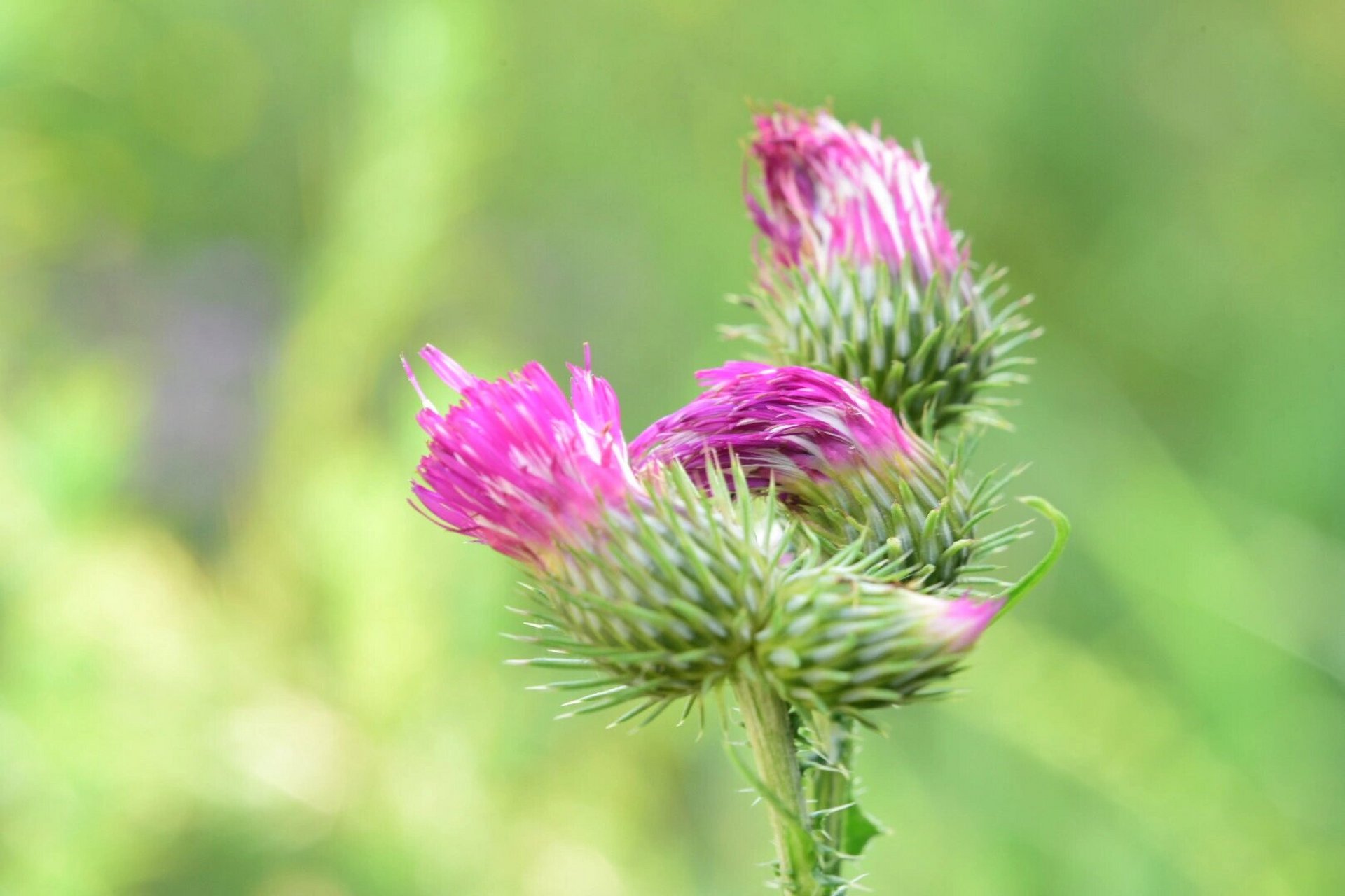 大青山野草飞廉:多年生草本植物,花紫红色,冠毛刺状,黄白色.