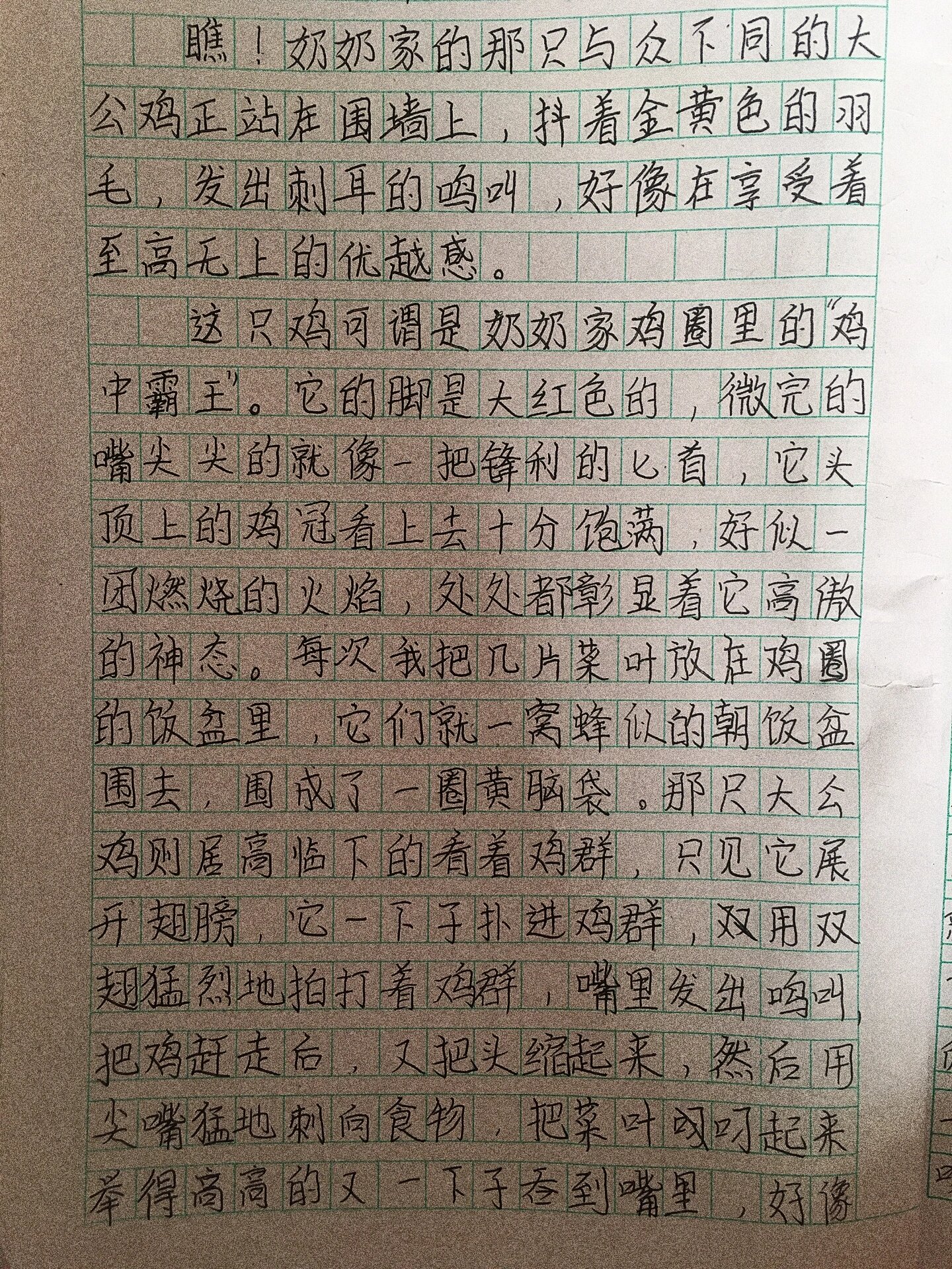 好斗的公鸡作文图片