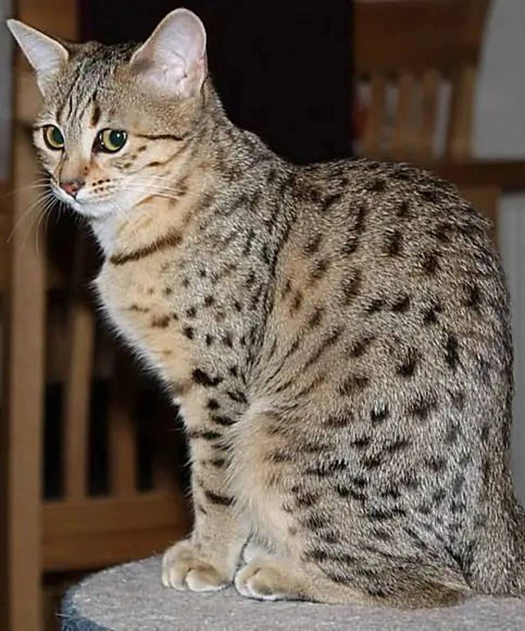 5~7千克,皮肤和毛色上都有像豹的斑纹,埃及猫形体适中,肌肉发达.