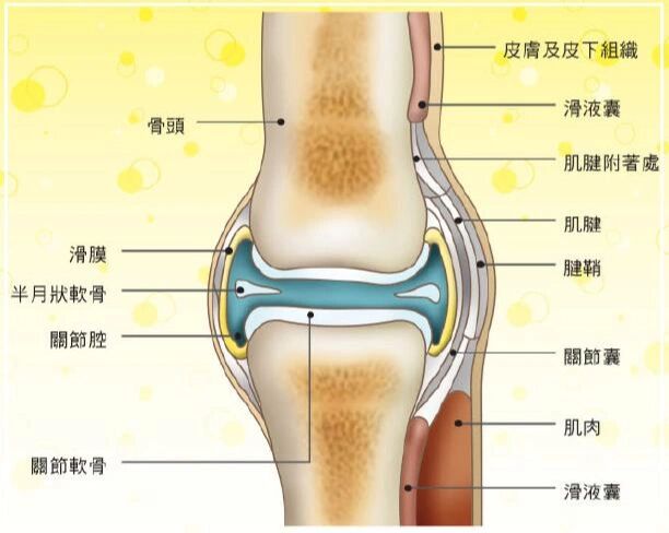 人体有哪些关节图片