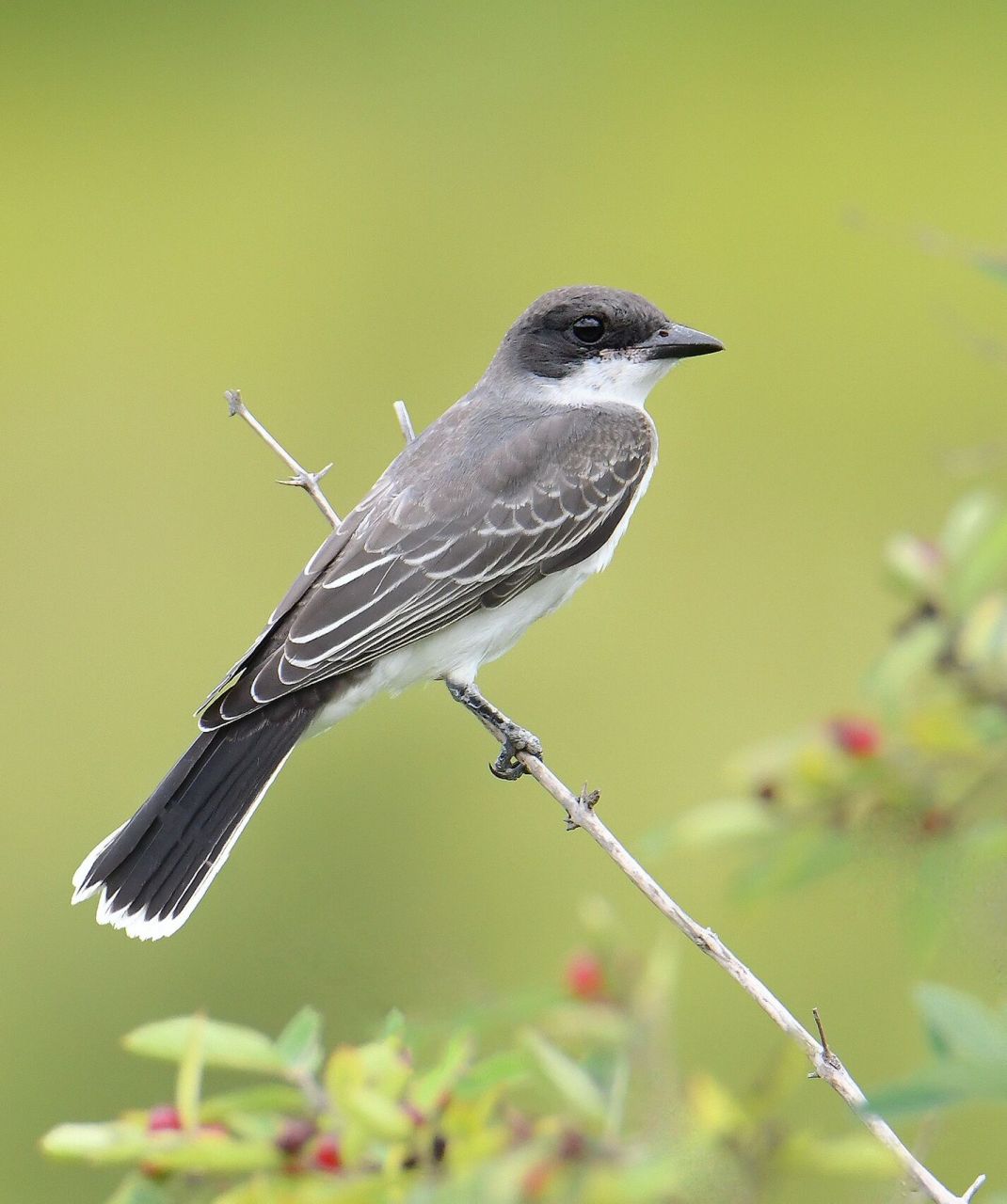 老鹰都惧怕的天敌- 北美东部必胜鸟94 英文名称:eastern kingbird