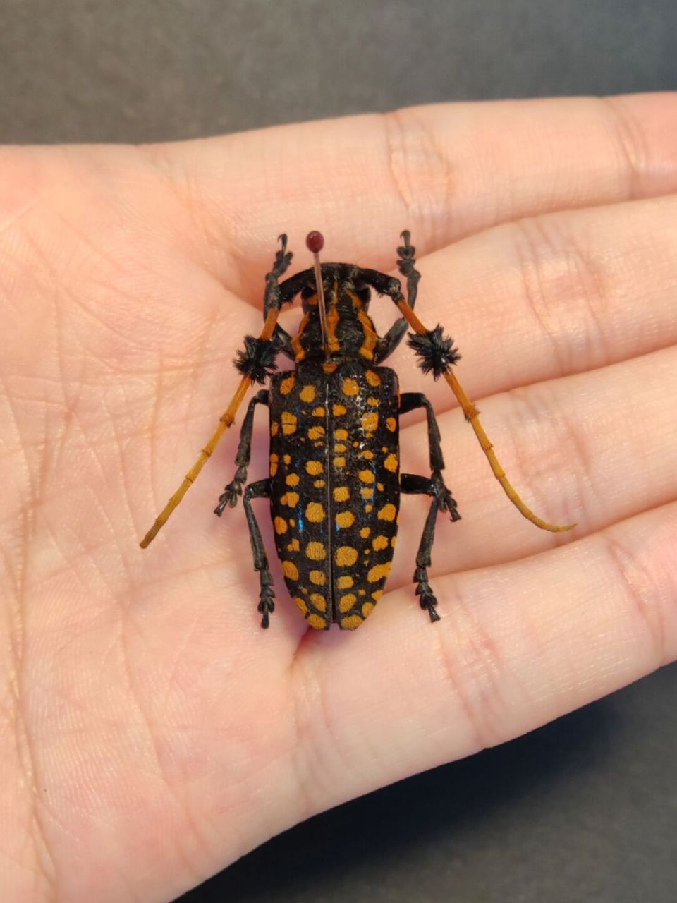 桔斑簇天牛 鞘翅目,天牛科,簇天牛属.背部红色小圆点,触角第二节有毛.