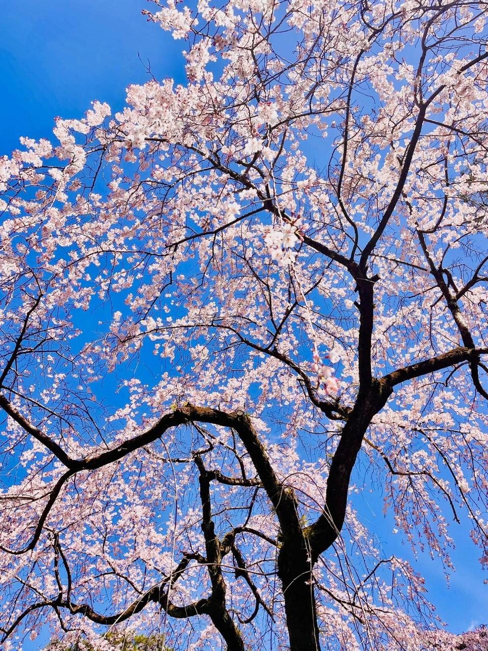 在日本99请你看一场春天的垂枝樱!