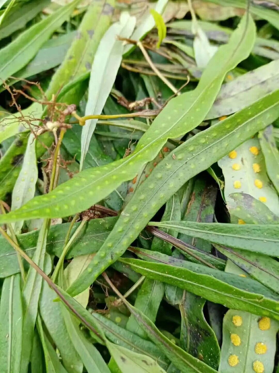 治肾炎的中草药及图片图片