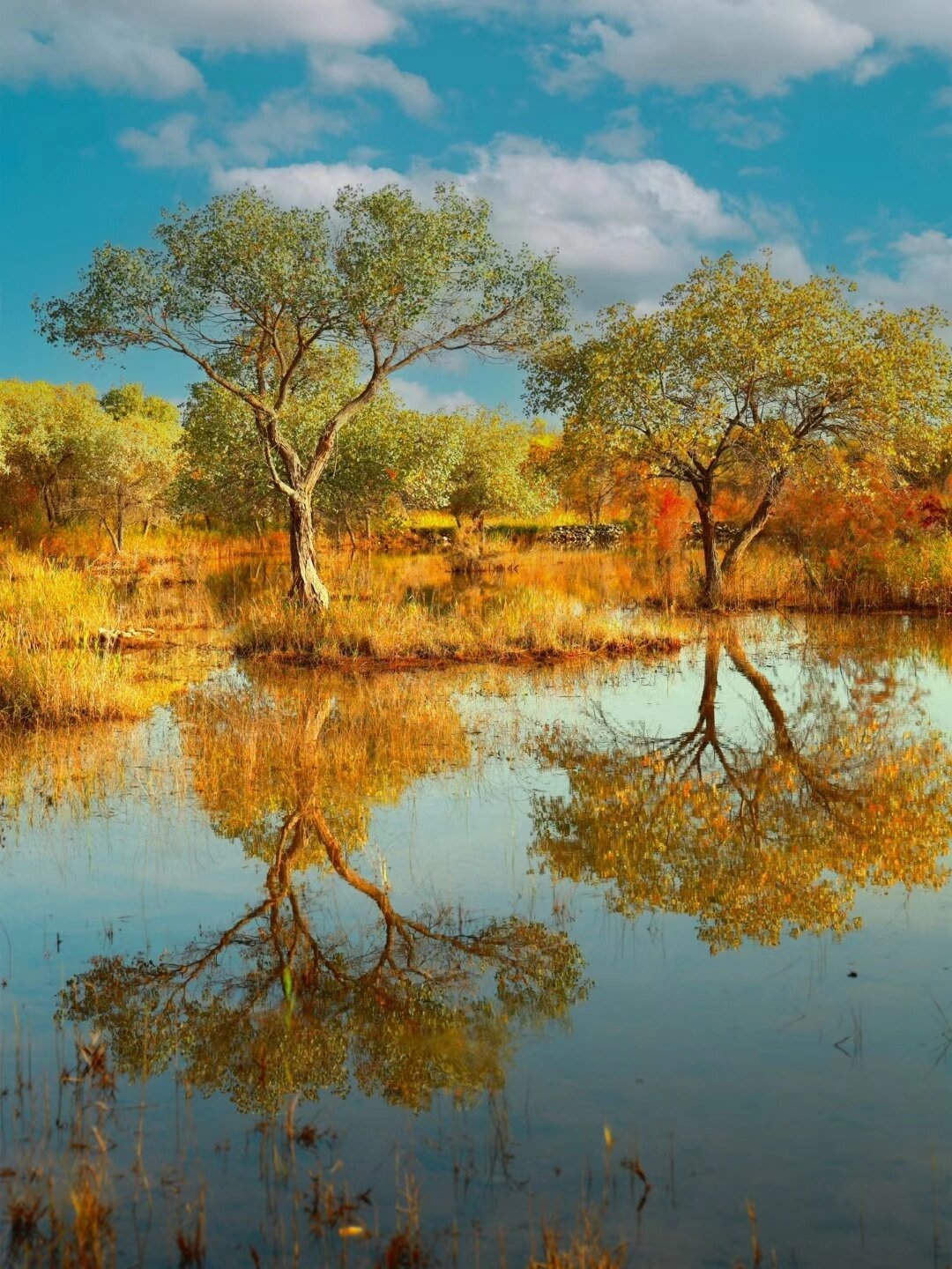 南疆旅行秋日限定 泽普胡杨林金胡杨 秋天来南疆旅行7615 亲眼看