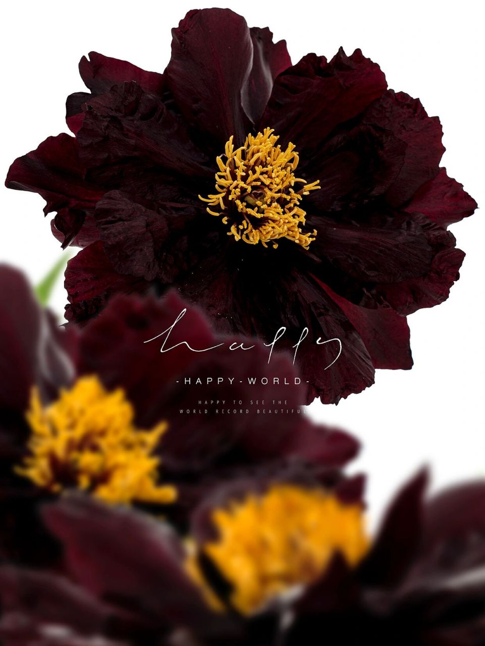 牡丹 黑豹| 红到极致 红与黑, 牡丹黑豹红到极致的黑.