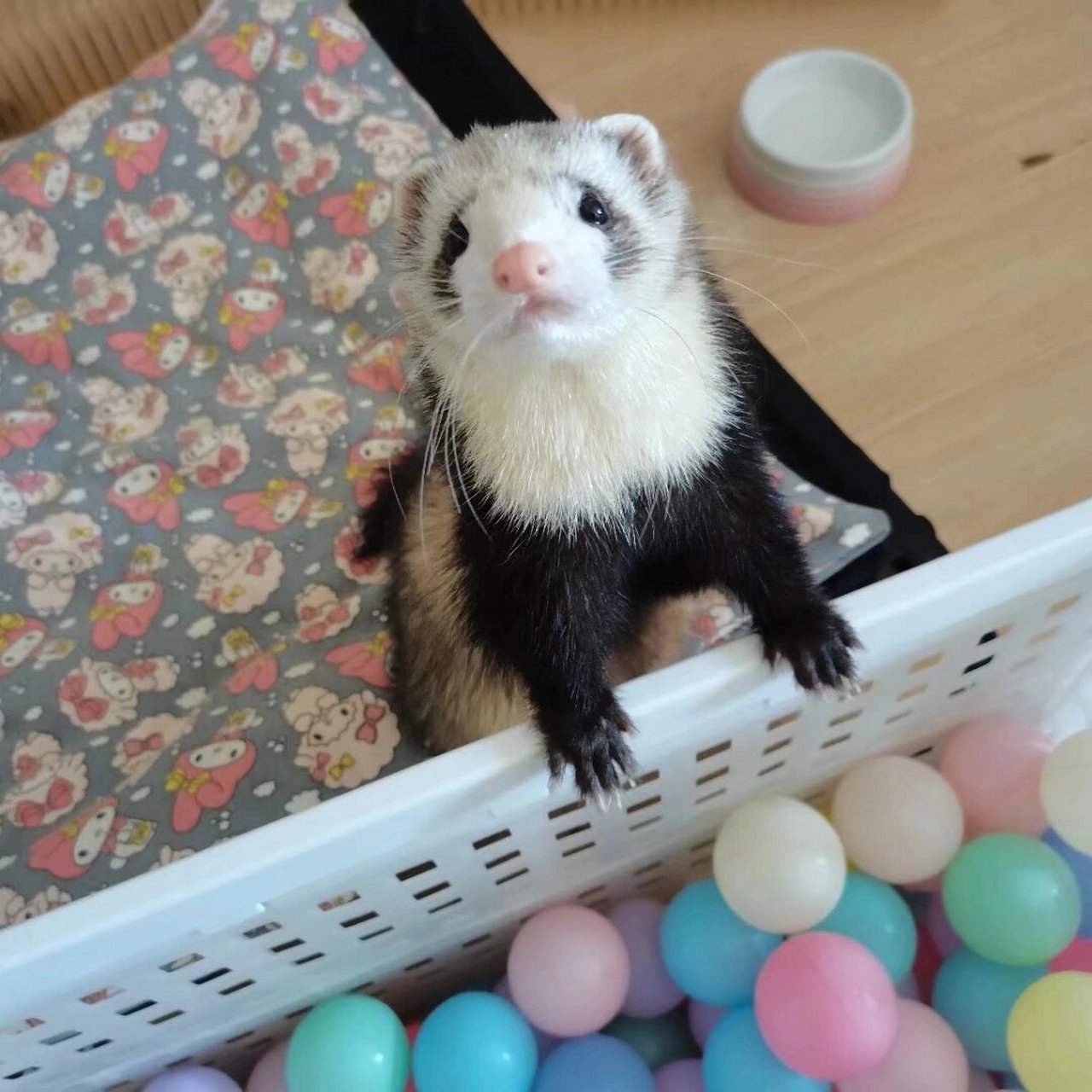 温度说明 家里养宠物雪貂二年了,貂适宜温度15-25度.最佳温度18-22度.