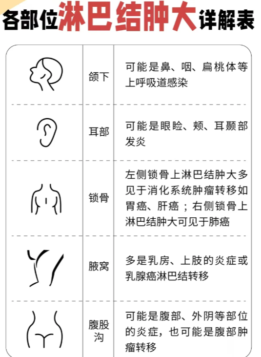 腹股沟淋巴结位于大腿根部的腹股沟区域,这个部位的淋巴结分布比较