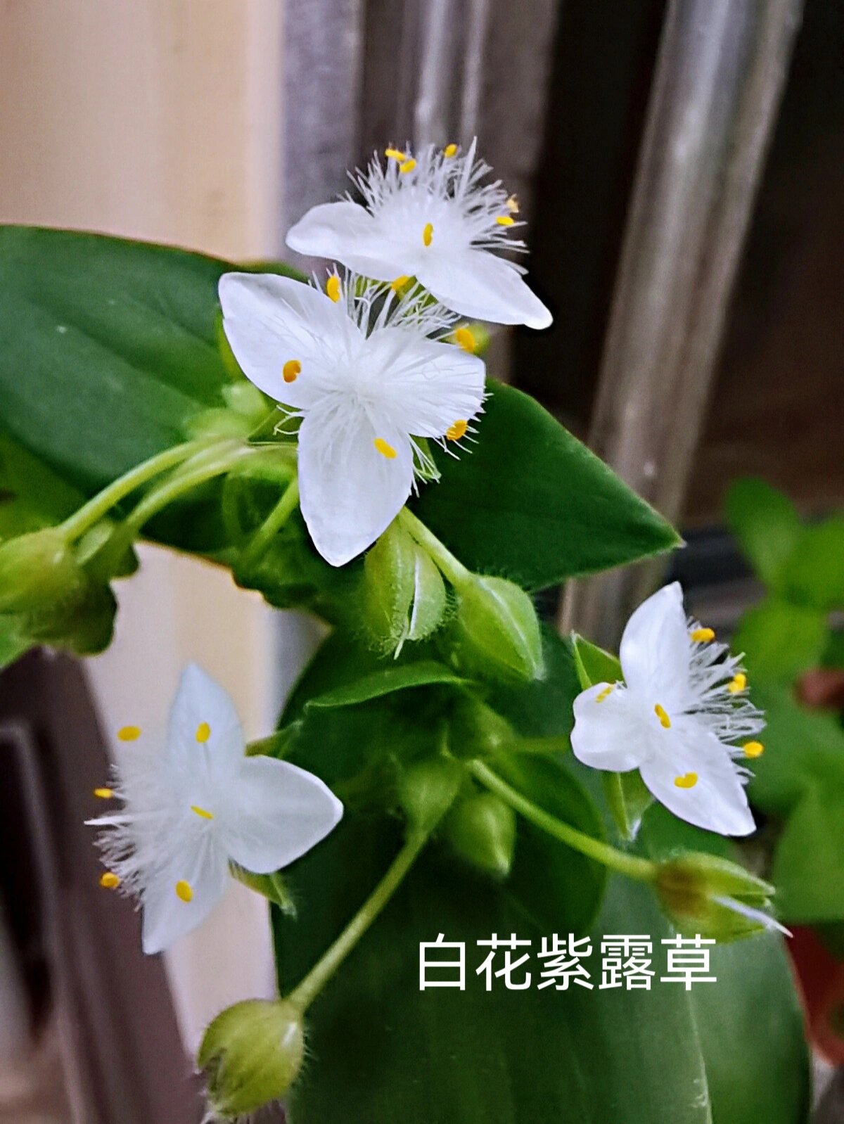 白花紫露草花语图片