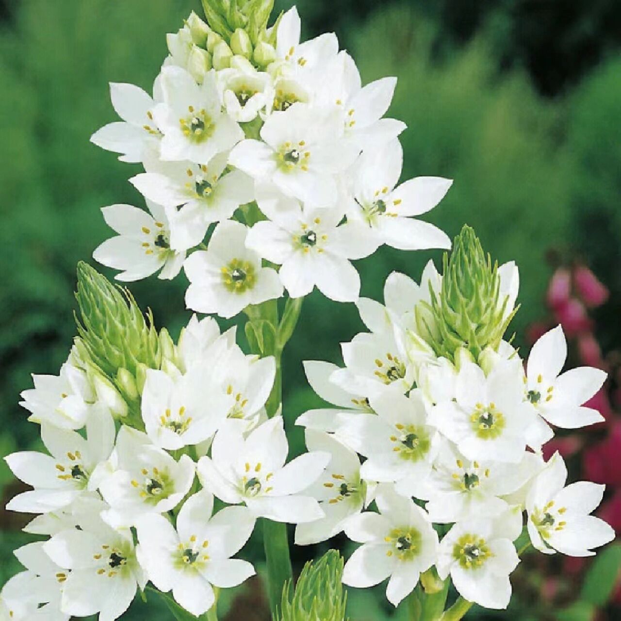 桑氏虎眼万年青,橙花虎眼万年青等