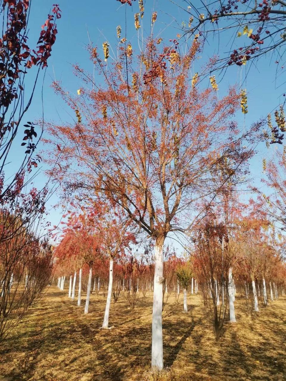 丝棉木,是常见的观赏树种之一.