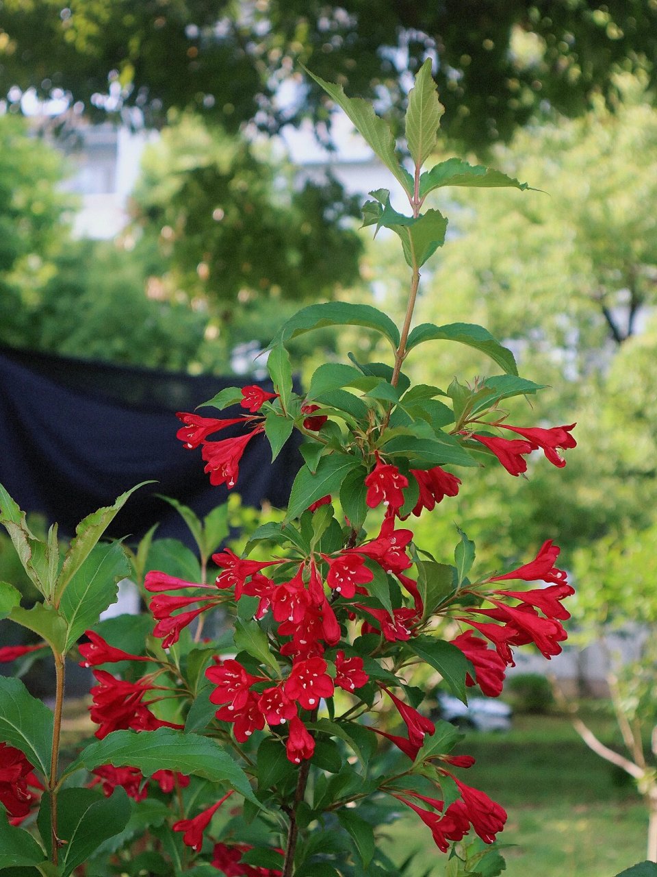 红王子锦带花合集 锦带花有前程似锦的美好寓意,锦带花开放的时候就像
