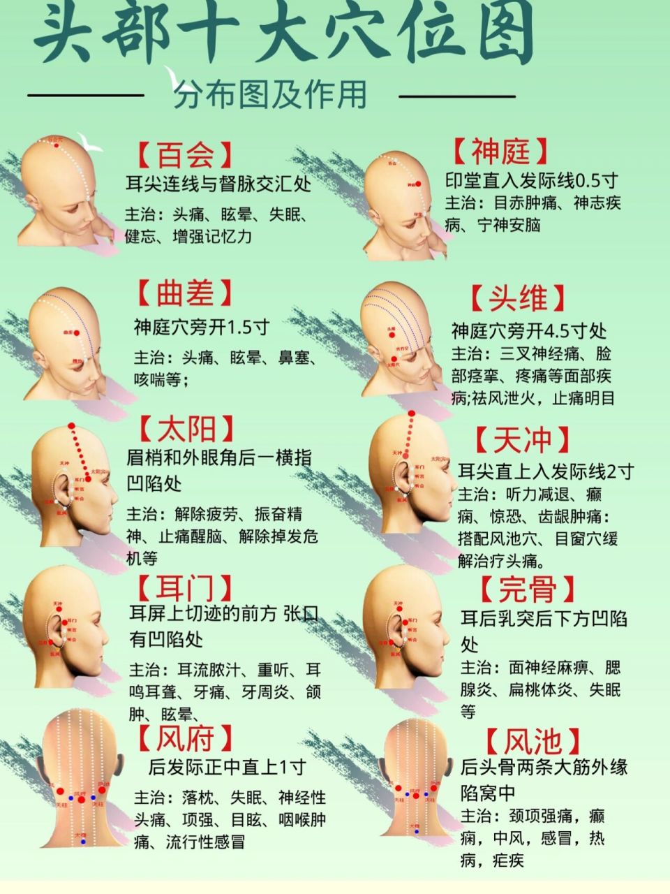 头上的经络走向图图片