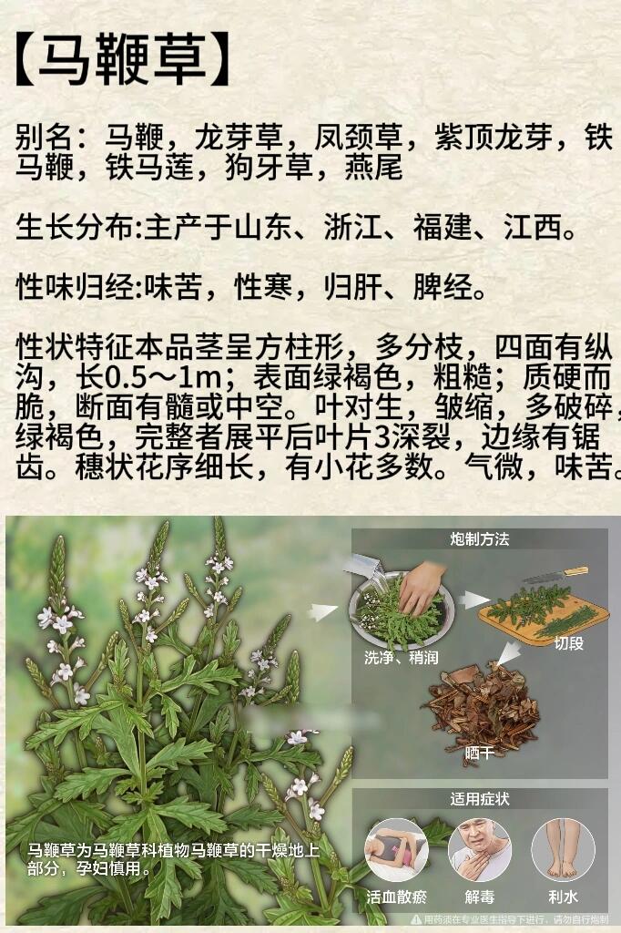 每天认识一种本草植物【马鞭草】 别名:马鞭,龙芽草,凤颈草,紫顶龙芽