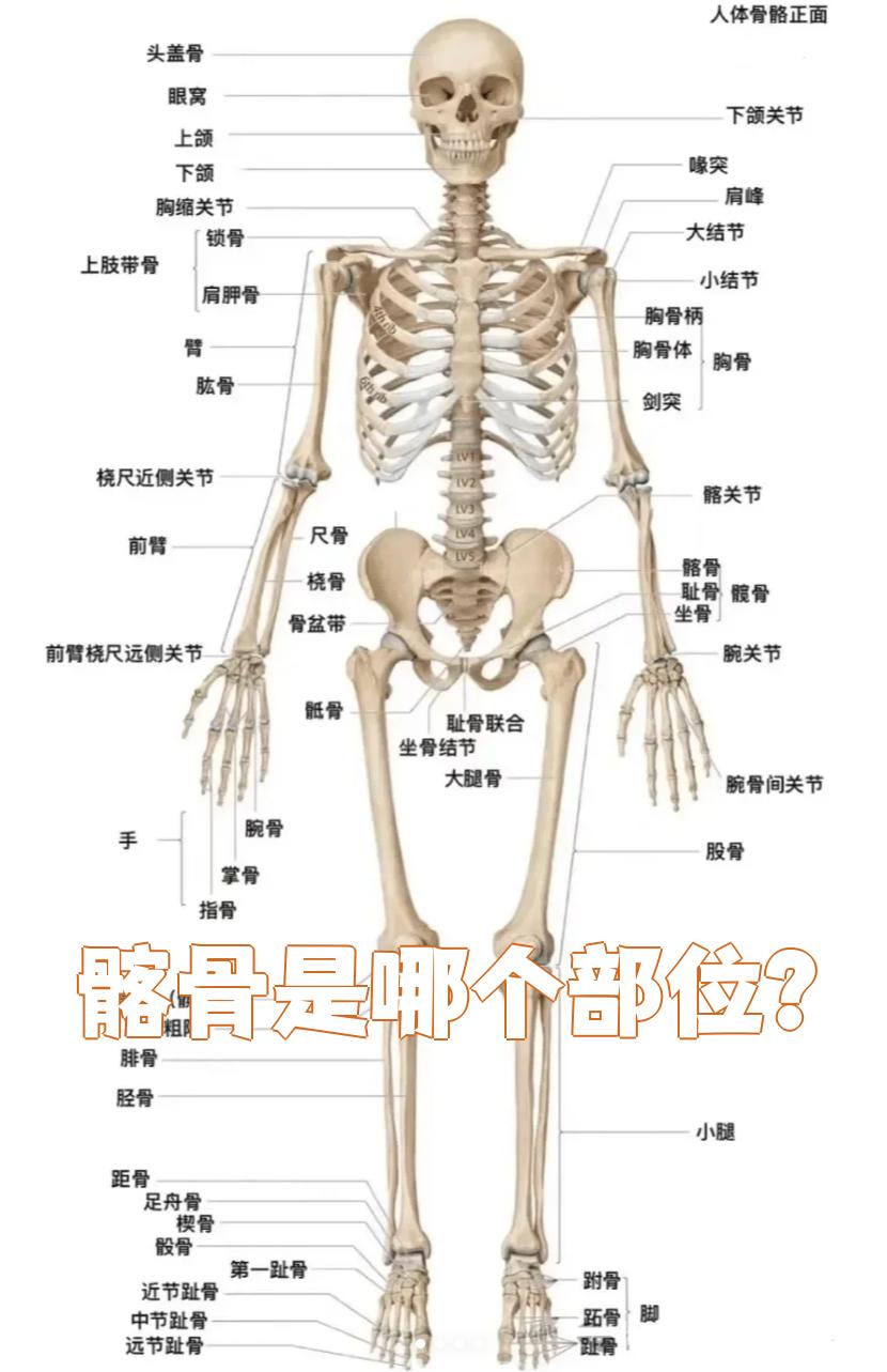 它是骨盆和髋骨的重要组成部分,主要构成髋骨的后上部