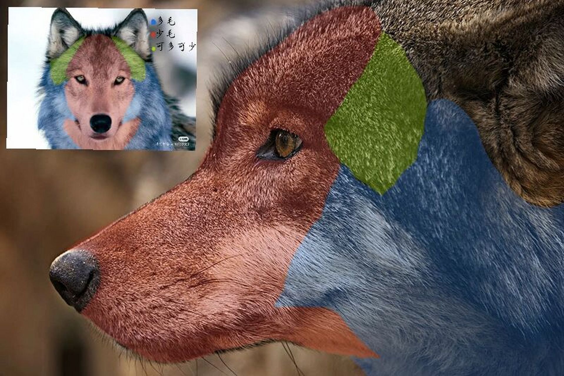 粉福/兽设侧脸绘画教程(修改版) 天重新发一遍,这个是修改的版本