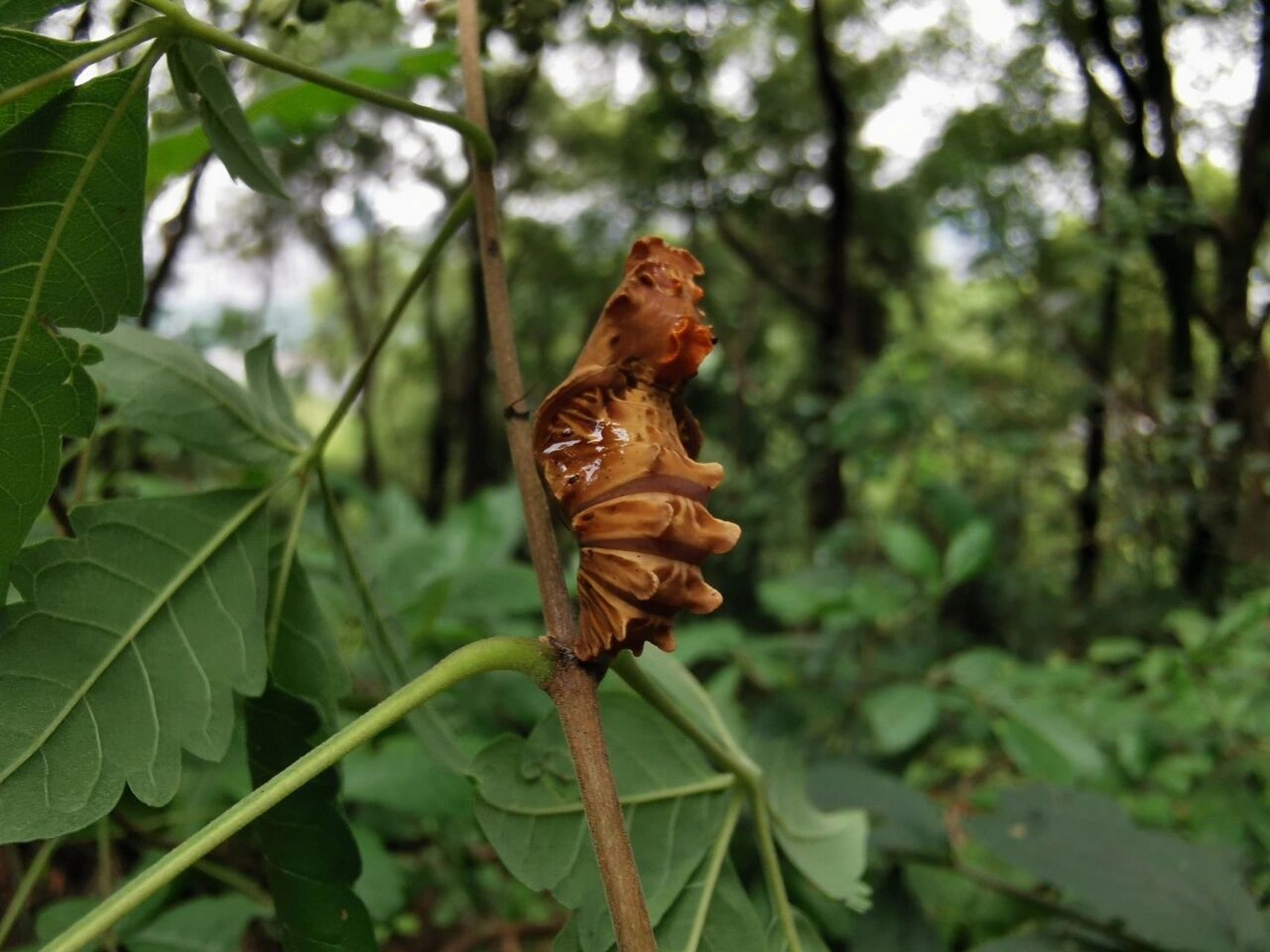 麝凤蝶 蛹图片