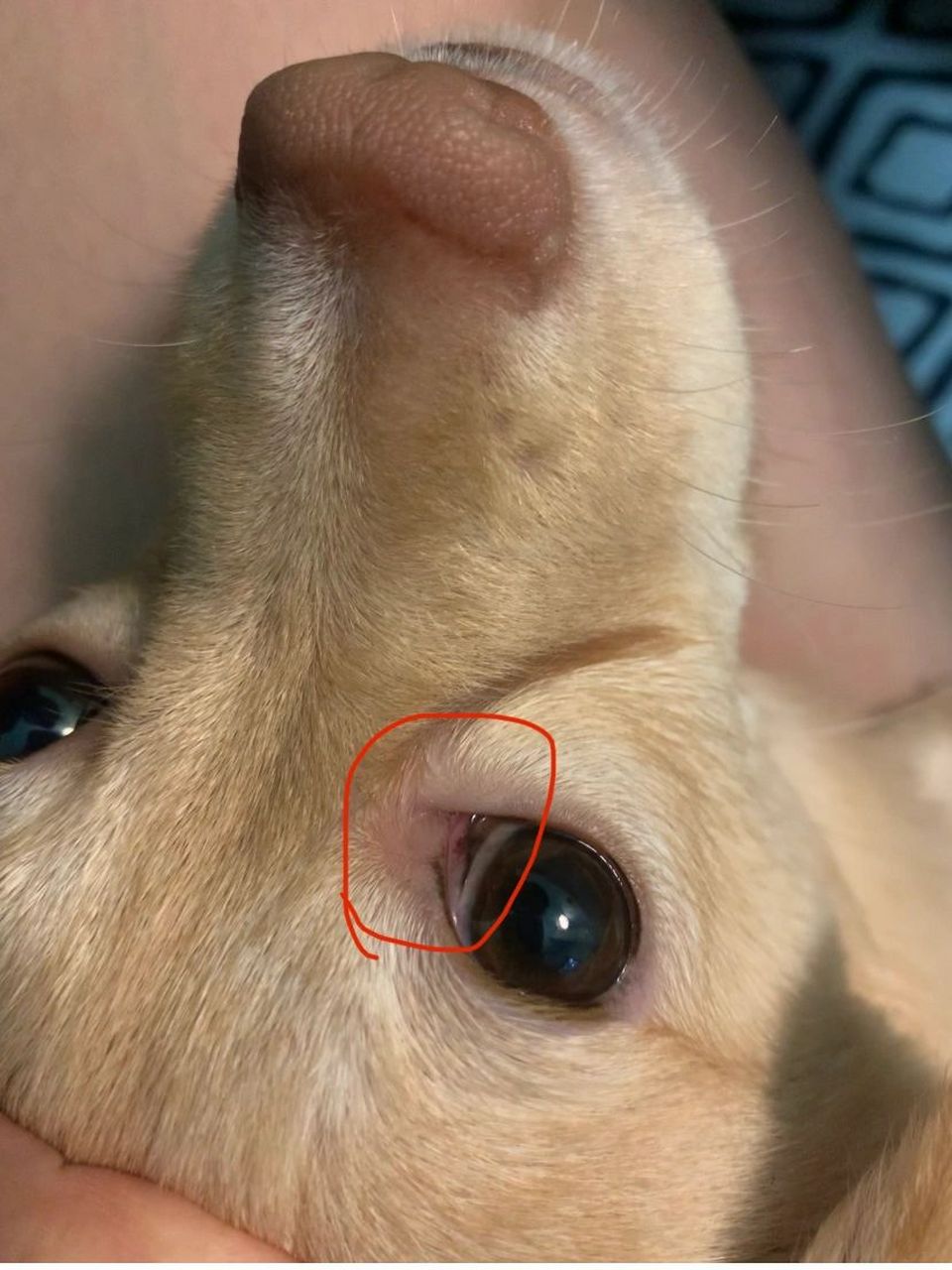 狗狗眼角膜遮住眼睛图片
