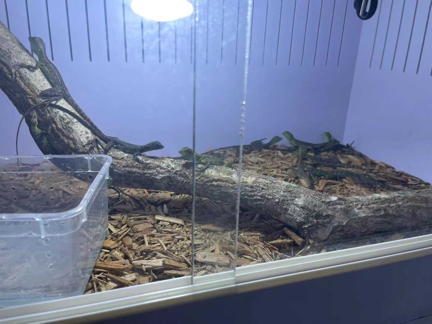 到货两种绿绿蜥蜴 图2-5为双冠蜥苗子(图1成体) 四位数 图6,7孔雀针蜥