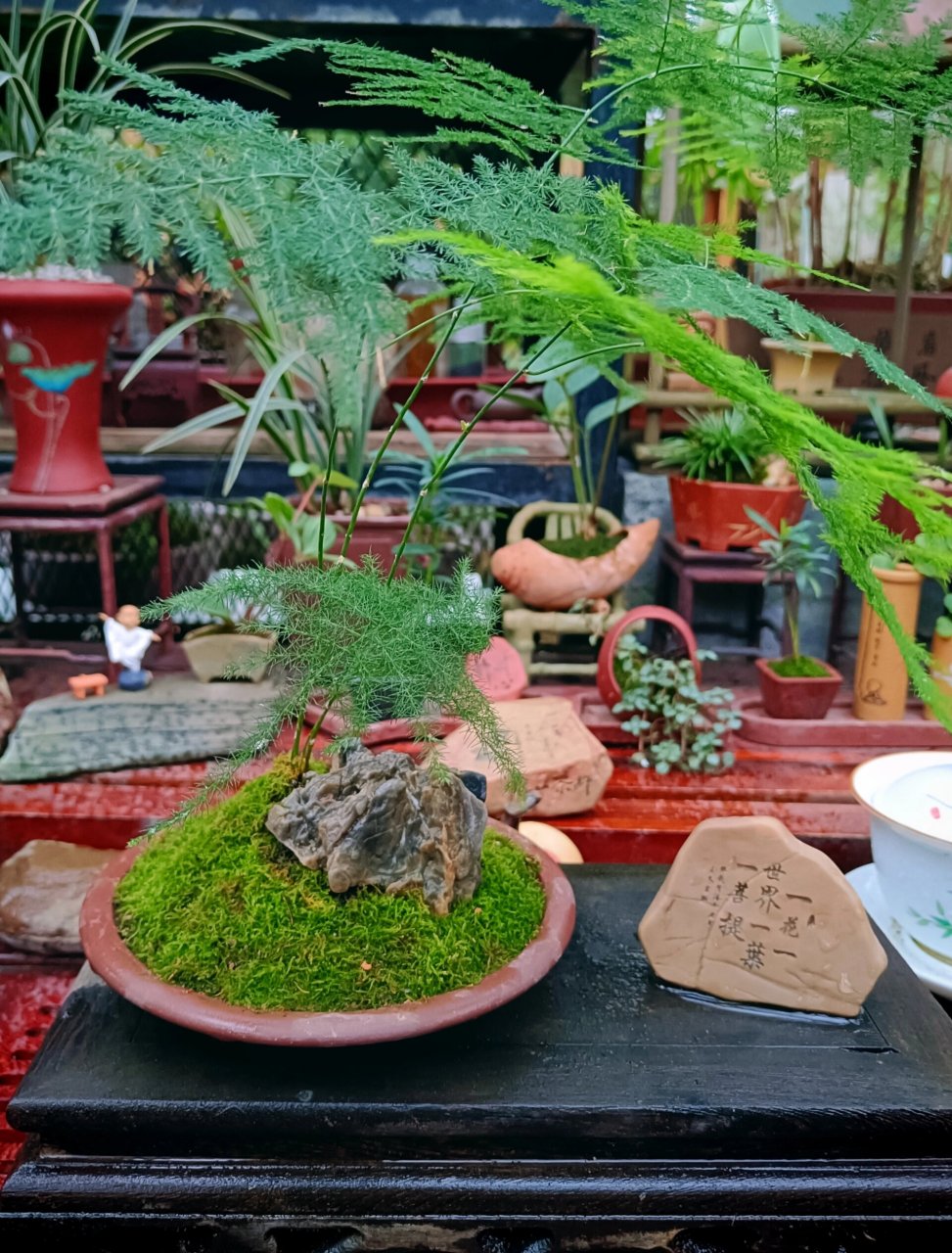 云竹和文竹盆景欣赏及不同养护基本方法 云松和文竹品种不同,云松竹又