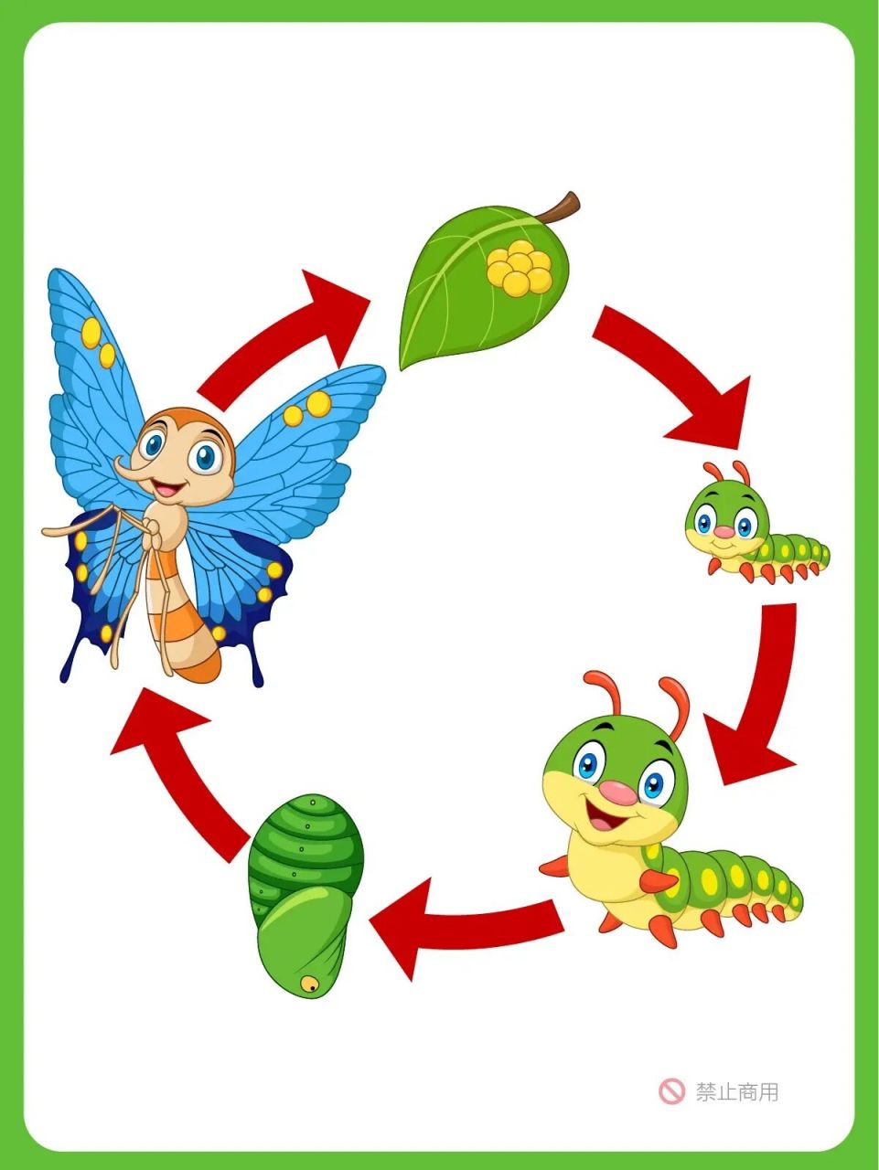 蝴蝶变化五个变化过程图片