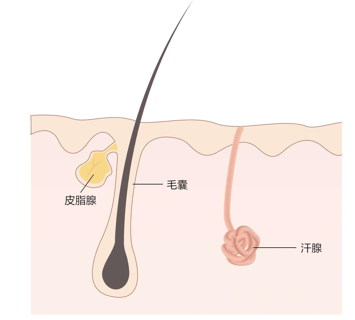 毛囊皮脂图片