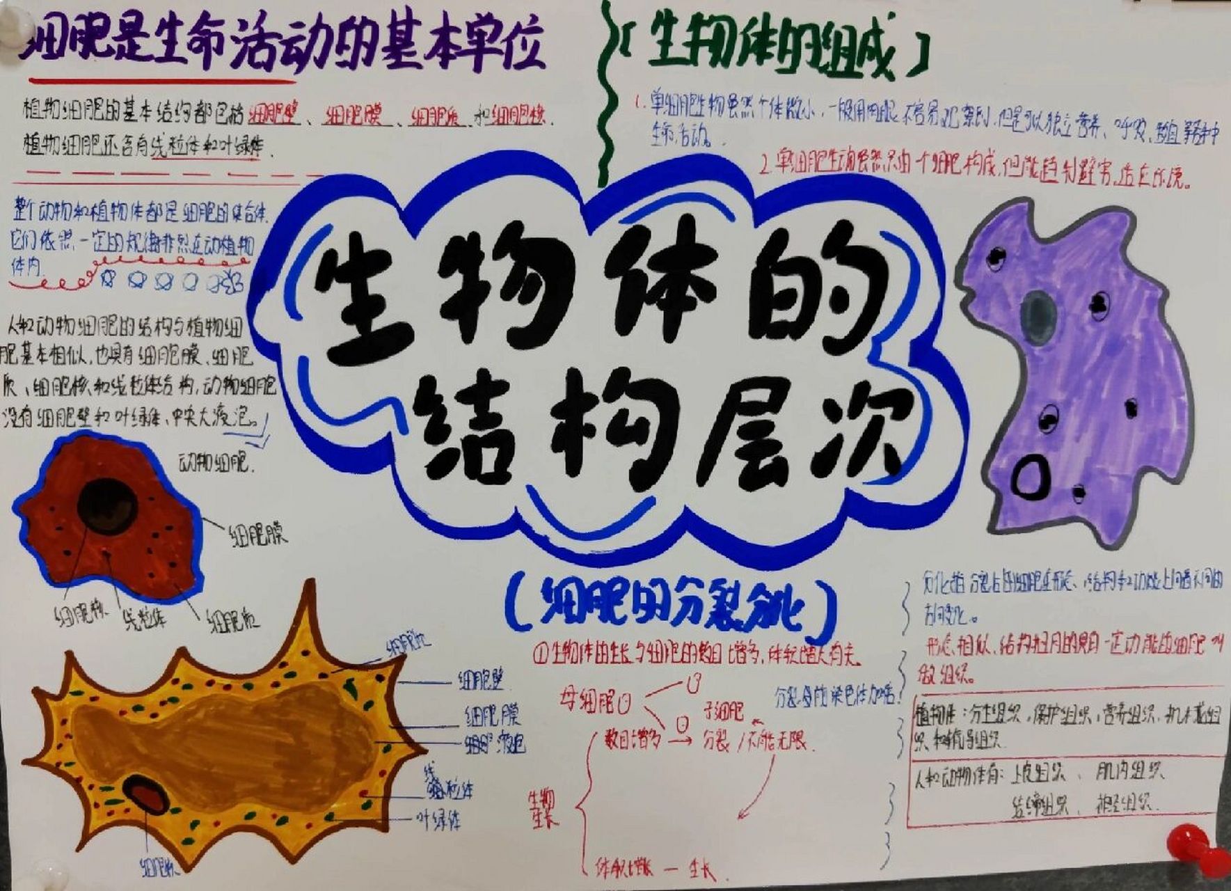 七上生物第二单元生物体的结构层次思维导图 七上生物第三章《细胞是