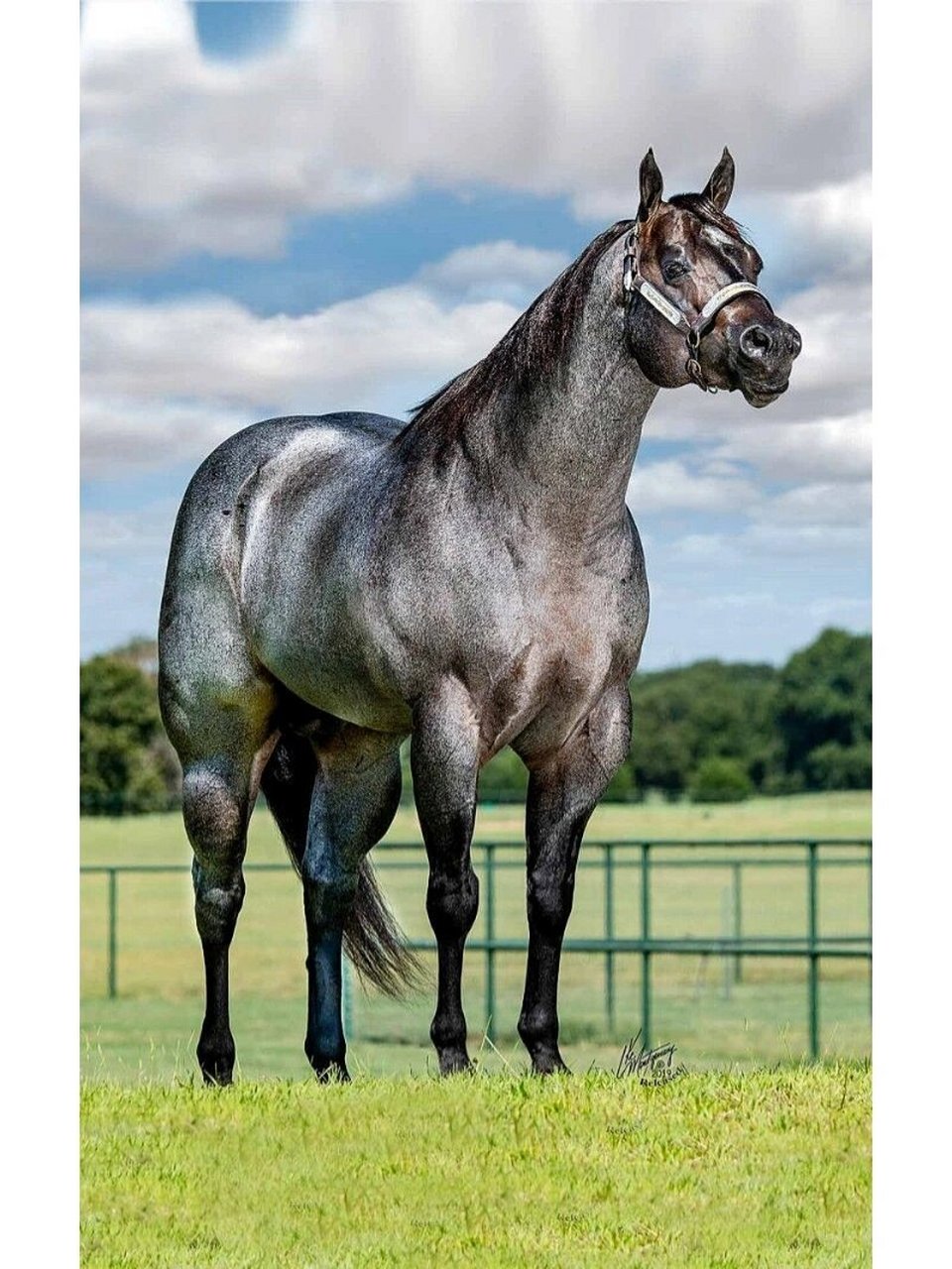 马中的金刚芭比——美国夸特马 夸特马是跑得非常快的马,有平衡感而