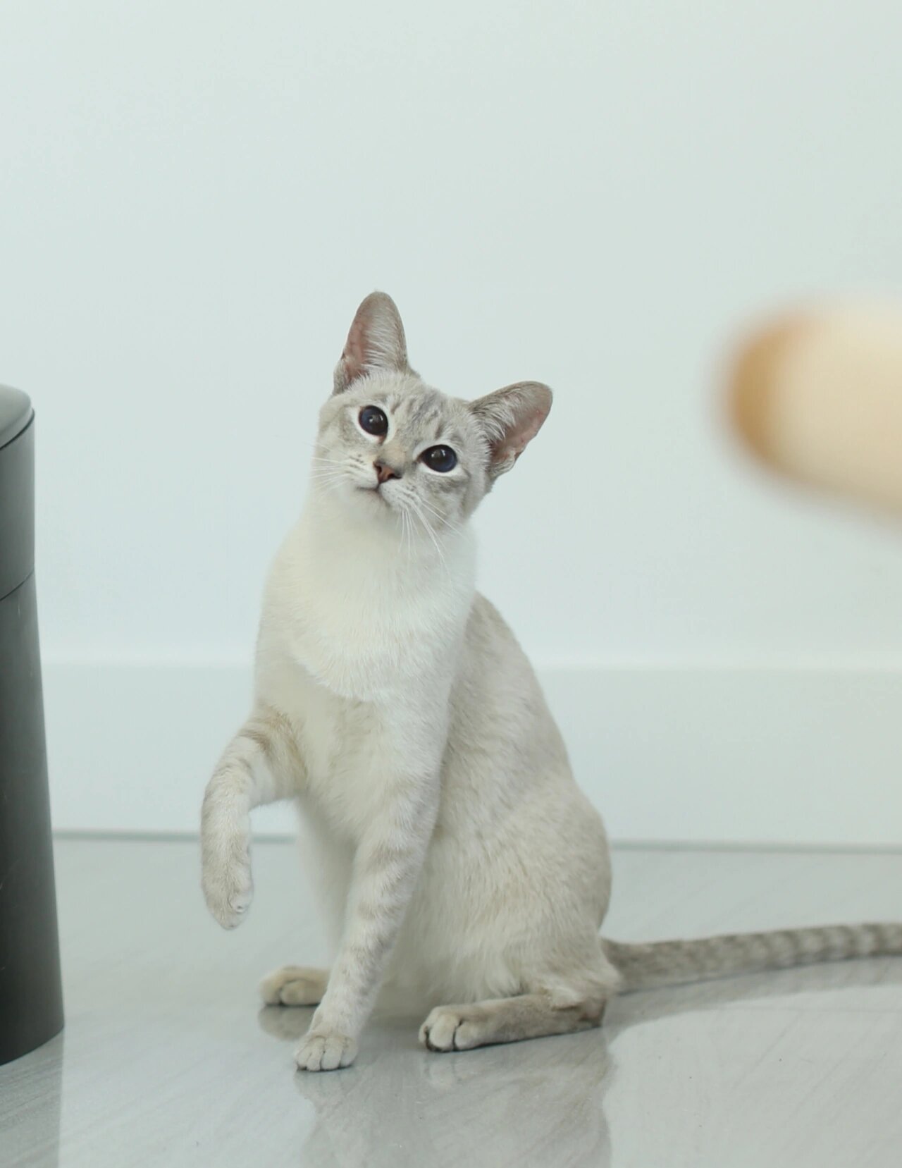 《养宠品种推荐|蓝虎斑暹罗猫》