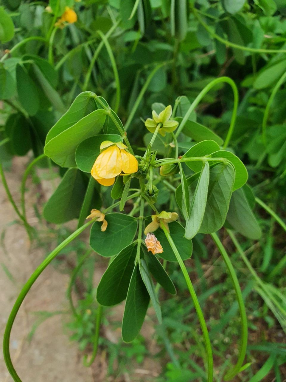 决明子植株全株图片图片