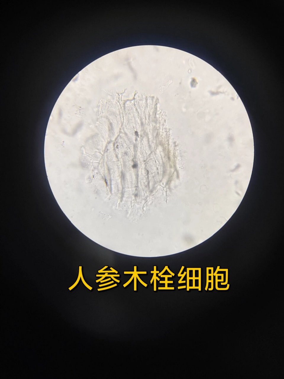 人参 甘草粉末鉴别特征 人参 淡黄白色,树脂道碎片易见,含黄色块状