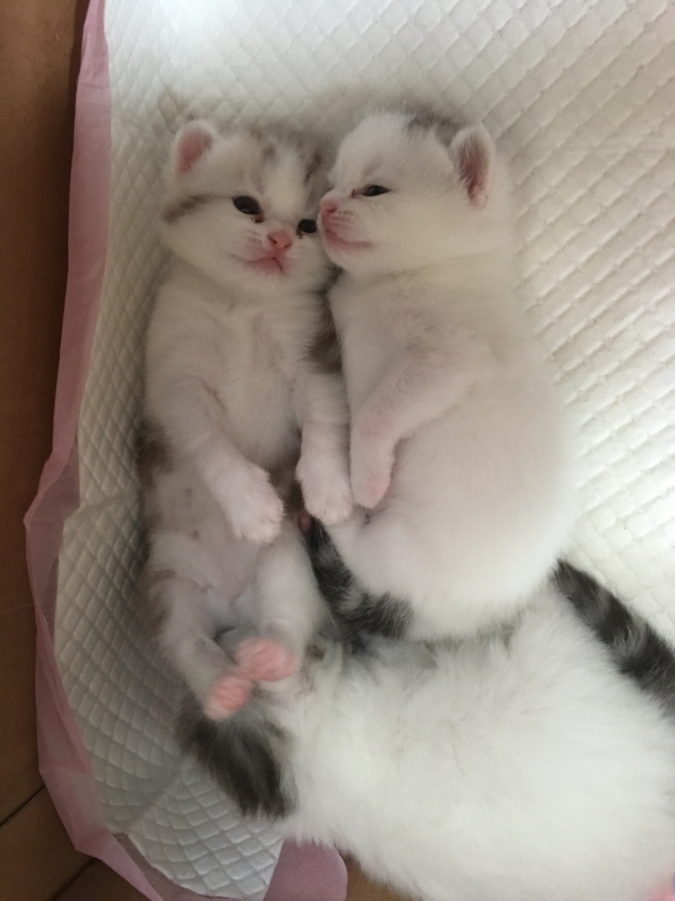 萌喵一箩筐# 谁成想小时候这么可爱,却长成了拆家大王?